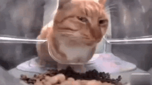 Sad cat